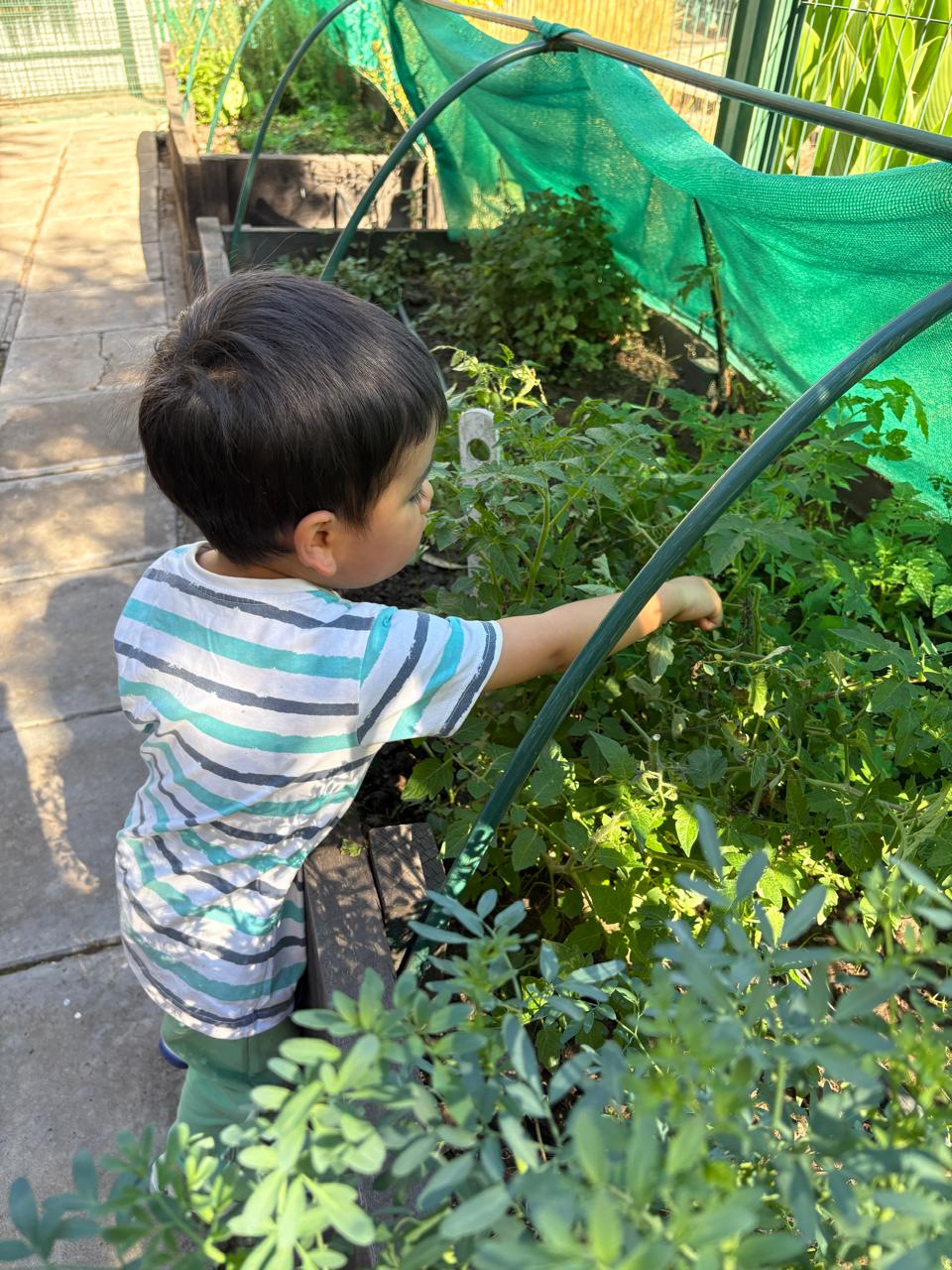 Niño cuidando tomateras en el huerto
